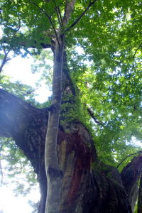 樹齢800年を超える大井沢の大栗の木